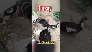 Turkey #chicken #Mascovy Fancy Farm In Mankachar #poultry_farming chicken Assam Agro Farm 8473855195