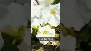 Canon M50 Mark ii with 70-300 IS USM Lens 