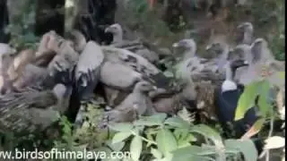 Himalayan vulture (Gyps himalayensis)
