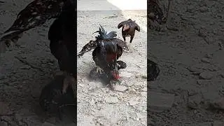 Red Rooster Mating With Black Hen😂❤️#aseelmurga #shorts
