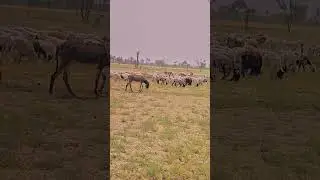 #villagelife #pindwale #cow #pindlife #animals #nature #goat #beautiful #love #tags