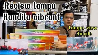 GAK BIKIN NYESEL !!! REVIEW LENGKAP LAMPU KANDILA VIBRANT DI BERBAGAI IKAN HIAS