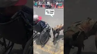 Dog Pushes Owner's Wheelchair To Cross The Street || ViralHog