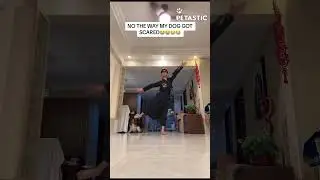 Hilarious Pup Freaks Out Over Dance Moves!
