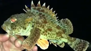 Got stung by a California scorpionfish (sculpin)