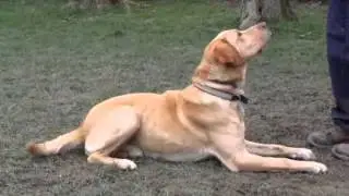 Otto the dog available for rehoming from the Bluecross in Lewknor
