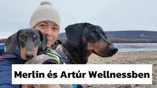 Artúr először szállodában ROSSZALKODIK 😱🐶🤣 #merlinesarturkalandjai 