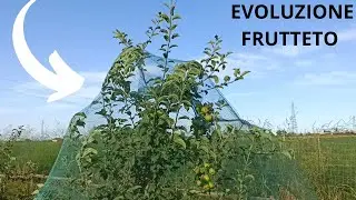 VI MOSTRO L'EVOLUZIONE DEL FRUTTETO!