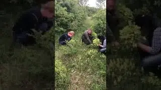 Сбор лекарственных трав: погремок (Rhinanthus)