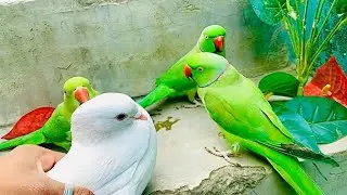 Indian Ringneck parrot video😱 #cute Indian Ringneck parrot #wild Indian Ringneck parrot video 