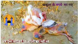 KABOOTAR KE BACHE MAR KYUN JATE HE 😭HUMKO KYA KARNA CHAHIE KI AGLI BAAR AISA NAHI HO👈👍❤️