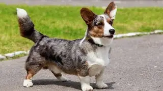 Obesity Risks for Inactive Cardigans: Keep Your Dog Healthy and Fit!