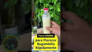 Truco Infalible para Hacer Florecer tu Bugambilia R&aacute;pidamente