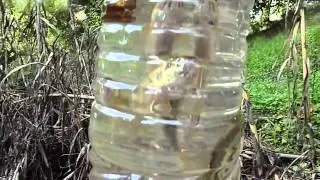 Telestes pleurobipunctatus and Pelasgus thesproticus caught in Messonghi River, Corfu Island