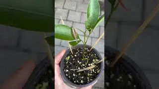 how to grow a baby lychee plant🌱