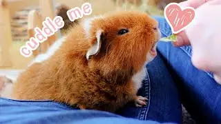 Cuddle My Guinea Pigs With Me! | Cuddle Time with 5 Guinea Pigs