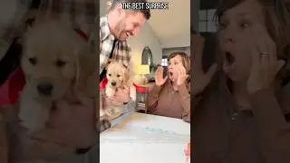 Puppy surprise #dog #funny #gift #doglove #pets #puppy