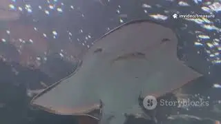 Meet the Brainiest Fish in the Ocean!