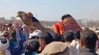  Camel Mela Dangal 2026 | ऊँट मेला दंगल | Pakistan's Biggest Camel Festival 🎉