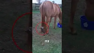 Two naughty cats played hanging on a horse's tail 🐱 🐴 #shorts 🤣
