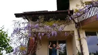 Chinese wisteria 