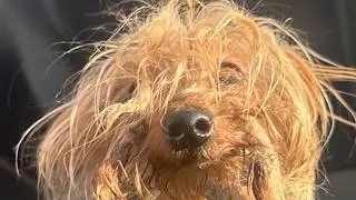 Senior dog dumped in trash chute is now unrecognizable