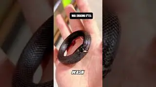 It looks like a bracelet, but it's actually a Mexican black king snake #shorts