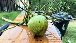 Coconut No.17 | Coconut cutting Oddly Satisfying Coconut Peeling Skills (ASMR) #coconutcutting