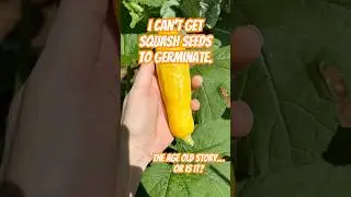 Why are my squash seeds not germinating? #seeds #question #unknown #gardening #squash #help