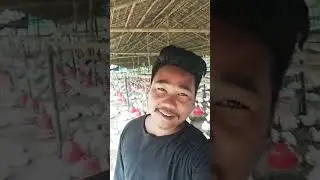 babul medok