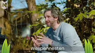 Insecten: Hoornaarkoningin