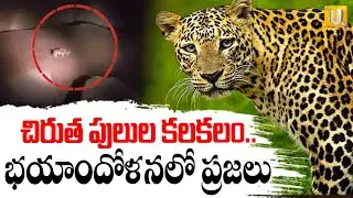 Leopards Hulchul In Kurnool District | చిరుత పులులు కలకలం.. భయాందోళనలో ప్రజలు | Its UTV News