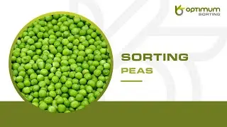 How to sort fresh peas? | Optimum Sorting