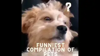 Cutest Pets Compilation | Funniest Short Clip