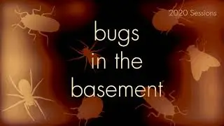 Bugs In The Basement - Papilio Cresphontes aka The Orangedog