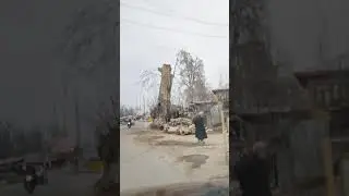 Chinar trees being cut down in Kashmir which takes about 400 years to grow. #chinar #savechinar