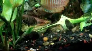 Acar&aacute; Folha/Guyanan Leaffish - Polycentrus schomburgkii - Amazoo pets