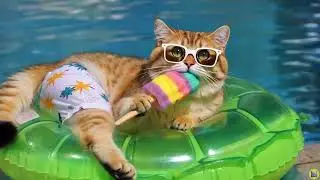 Calming Piano Cat Music to Reduce Anxiety and Encourage Deep Rest