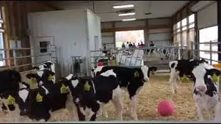 Calves' barn- រោងសំរាប់កូនគោទឹកដោះ @Stonyvale Farm, Exeter, Maine