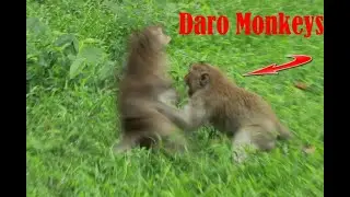 Daro Monkey Cross With Mama Monkey in Field Grass in Eveving