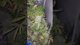 autoflower aquaponics week 12