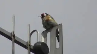 Songbird Goldfinch Male Singing for Female Birds UK