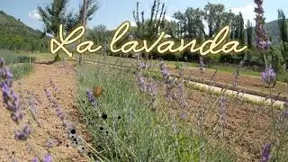 La lavanda, colori e profumo a Montefranco