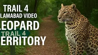 Trail 4 Islamabad Video: Leopard Territory10km Solo  to reach Talhaar Mor hike full of adventure.