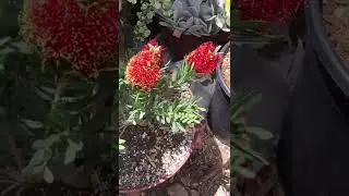 Mini crimson bottlebrush