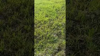 Wheat Crop Growth Update | Day 25&ndash;27 🌱 Beautiful Dew Morning Short | Lkb Vlog #farming