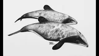 DRAWING the Māui Dolphins