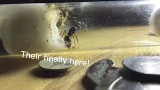 The first nanitics are here!