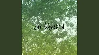 oh blackbird