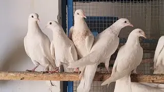 राजन वाले और मीराब वाले और हज़्ज़ार वाली नसल में से 0 कली के बच्चे फॉर सेल कॉल 77400-50710